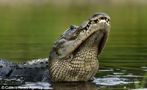 Fota Ikan Malang Melompat Langsung Ke Mulut Buaya Lapar.