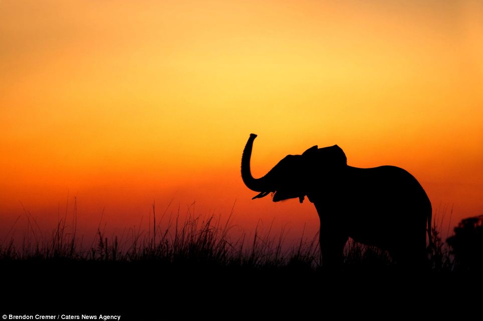 Hewan Liar Dalam Foto Siluet Di Depan Matahari Terbit Dan Terbenam Di Afrika