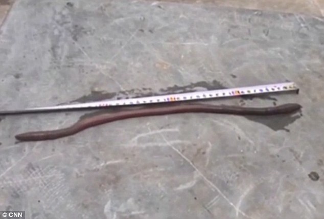 cacing sepanjang 1/2 meter, panjang banget ya &#91;pic&#93;