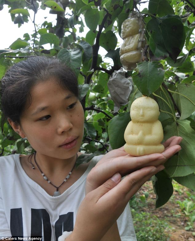 BUAH PIR BUDHA yang UNIK dari CHINA