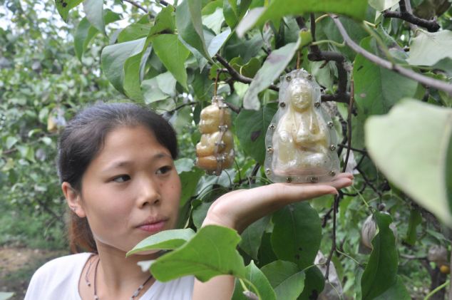 BUAH PIR BUDHA yang UNIK dari CHINA