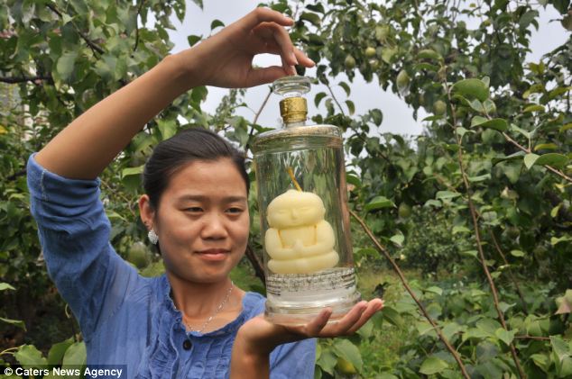 BUAH PIR BUDHA yang UNIK dari CHINA