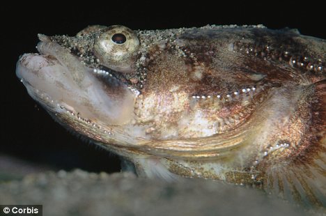 Dengung Misterius yang `Hantui` Warga Southampton Diduga Ikan Sedang Birahi