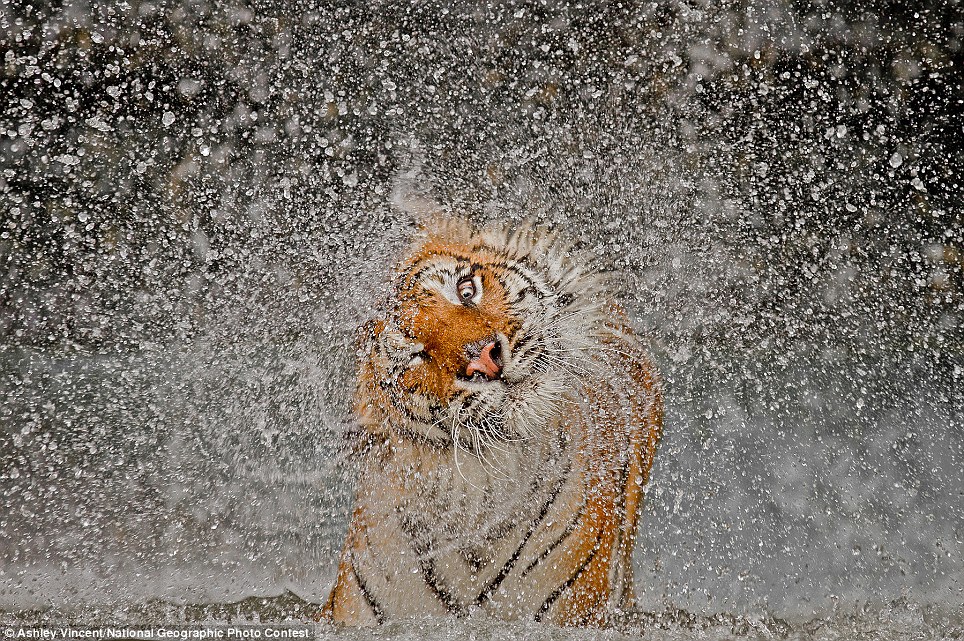 Menakjubkan!! Foto-Foto National Geographic Photography Contest 2012.
