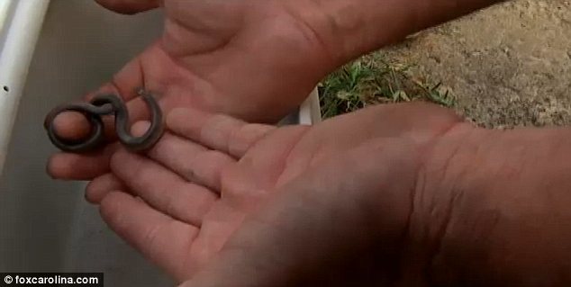 Ditemukan, Ular dengan Kepala di Ekor