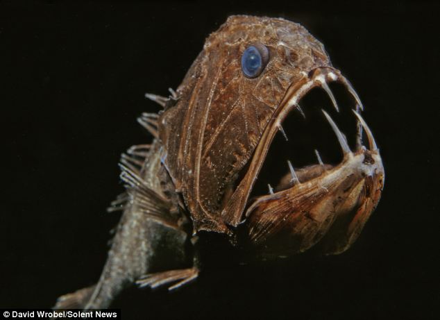 8 Mahluk berwujud monster dari kedalaman Laut yang dalam.