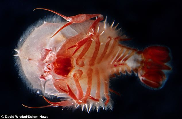 8 Mahluk berwujud monster dari kedalaman Laut yang dalam.