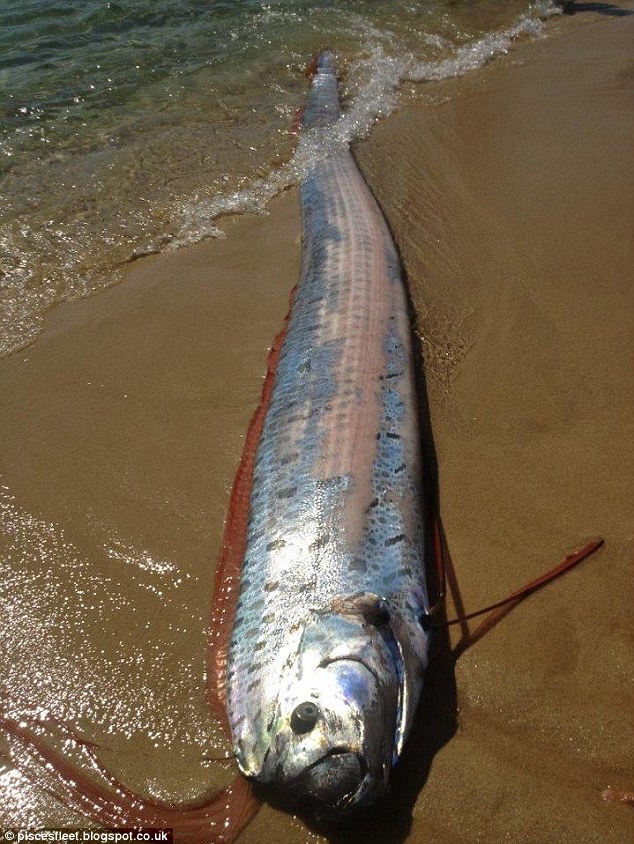 Heboh Kemunculan Oarfish (Ikan Langka) Di Meksiko