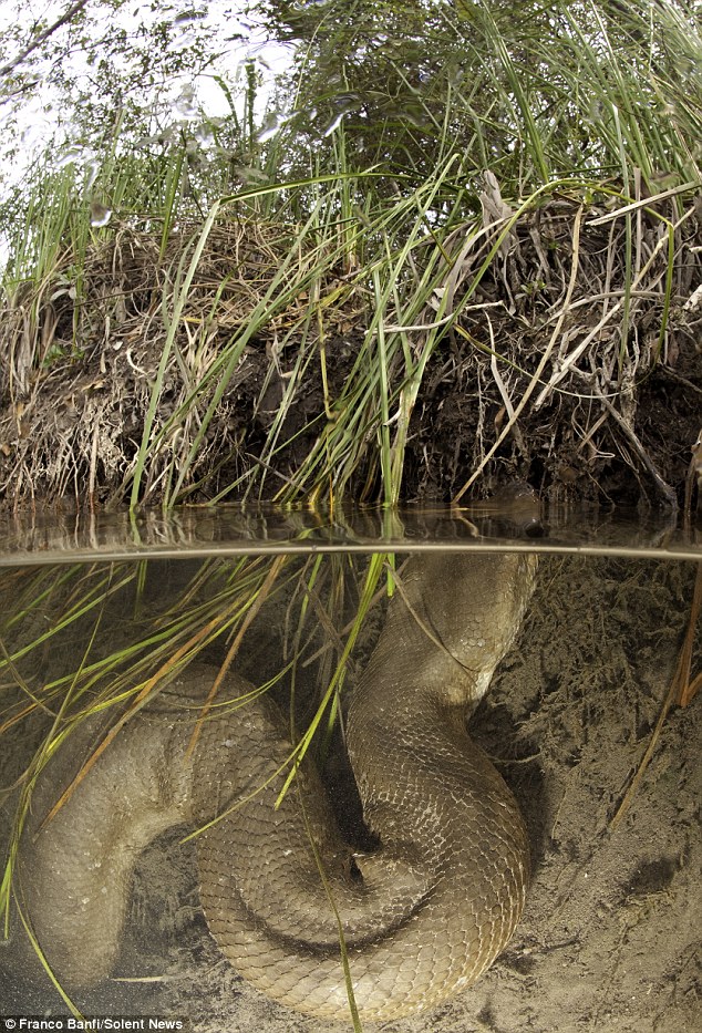 asli bukan sotosop, ini gan anaconda terbesar yang pernah ditemukan