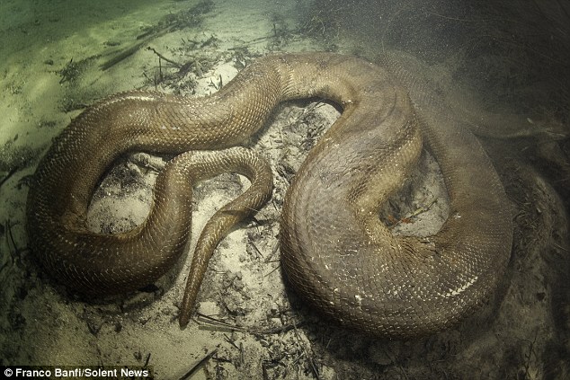 &#91;Foto-foto&#93; Horor!! Penyelam Temukan Anaconda Super Besar di Brasil