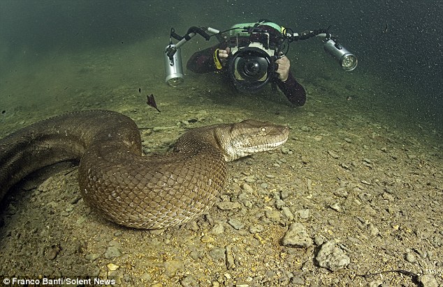 &#91;Foto-foto&#93; Horor!! Penyelam Temukan Anaconda Super Besar di Brasil