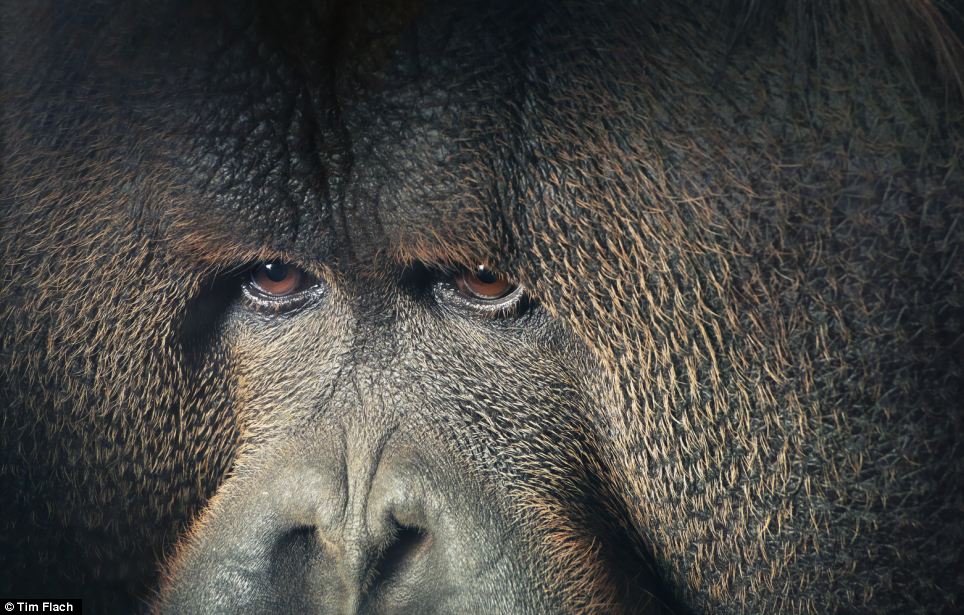 Ekspresi Hewan Mirip Manusia di Tangan Fotografer Kelas Dunia