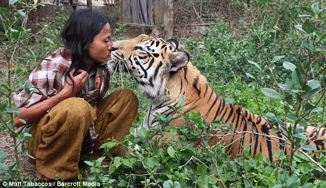&#91;3G&#93; 'Life of Pi' asli Indonesia: Harimau ini Menangis bila Lukai Pengasuhnya