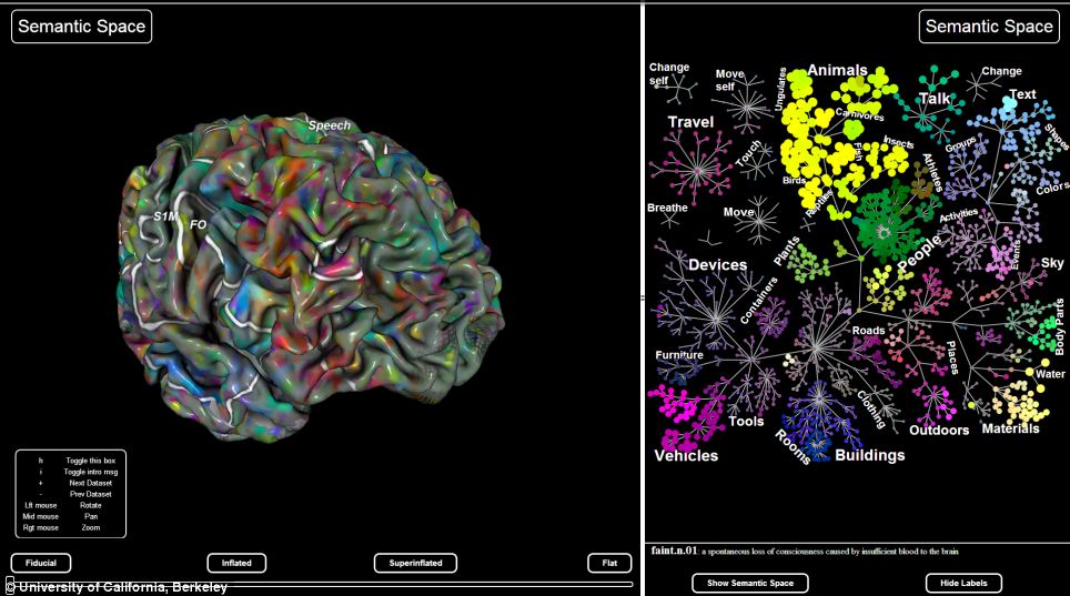&#91;Berita Gak Laku&#93; How Our Brain Organises Everything We See