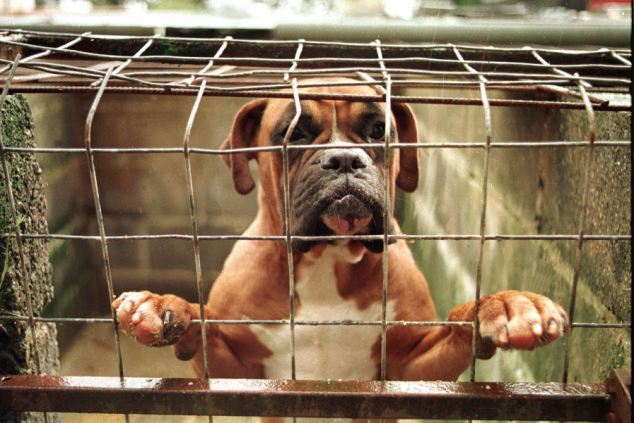 &#91;Adopt, Dont Buy&#93; Revealed: RSPCA destroys HALF of the animals that it rescues