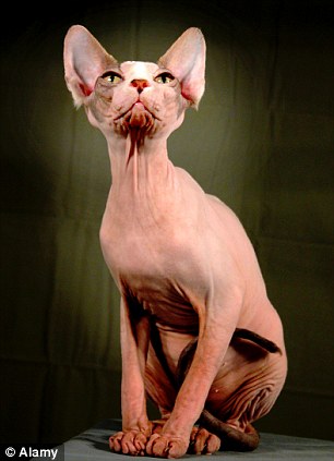 Simsalabim,, Elf,, Kucing Jenis Baru Yang Mirip Dobby Harry Potter