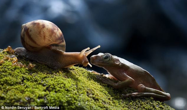 Gambar Siput Membawa Seekor Penumpang Pemalas Tertangkap Kamera Fotografer