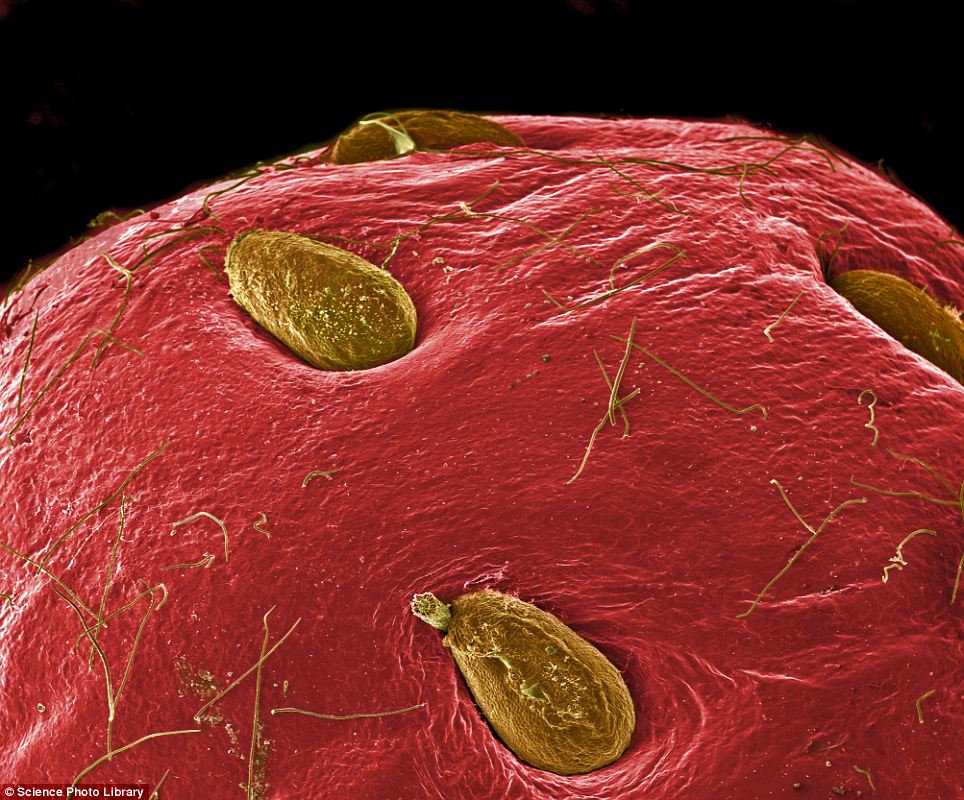 Penampakan Bahan Makanan Yang Diperbesar Mikroskop