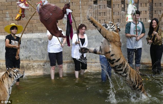 KUIL HARIMAU~~DISINI AGAN BISA BERMAIN DGN HARIMAU LAYAKNYA SEEKOR KUCING 