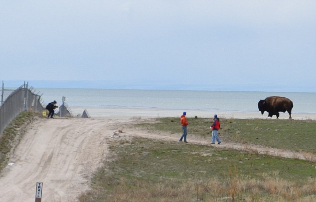 beruntung banget, ini orang di seruduk bison tapi tanpa terluka