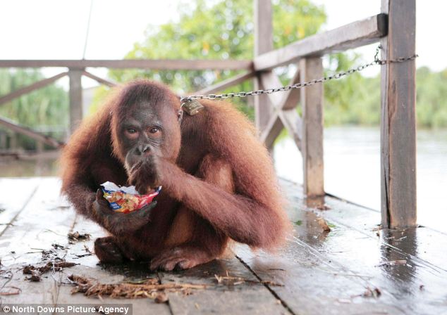 Bayi-bayi orang utan lucu di penangkaran Sungai Awan, Kalimantan