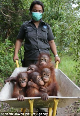 Bayi-bayi orang utan lucu di penangkaran Sungai Awan, Kalimantan