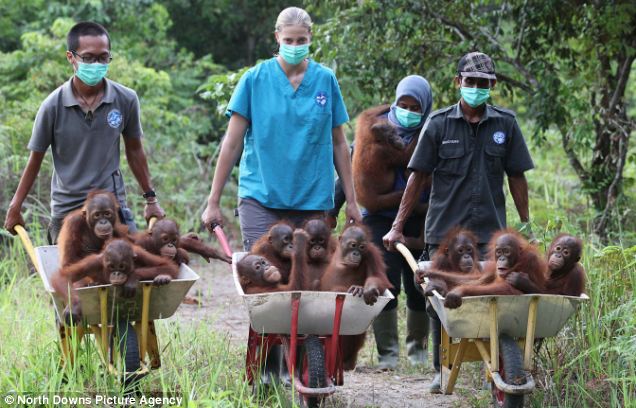 Bayi-bayi orang utan lucu di penangkaran Sungai Awan, Kalimantan