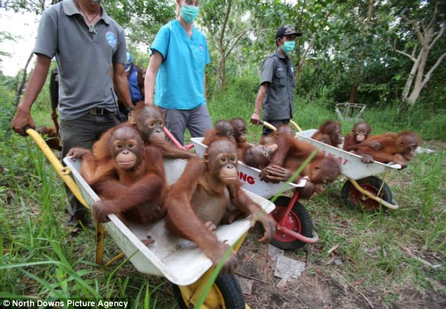 Bayi-bayi orang utan lucu di penangkaran Sungai Awan, Kalimantan