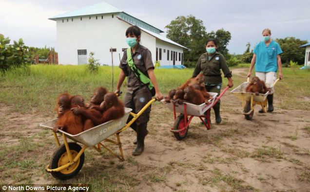 Bayi-bayi orang utan lucu di penangkaran Sungai Awan, Kalimantan