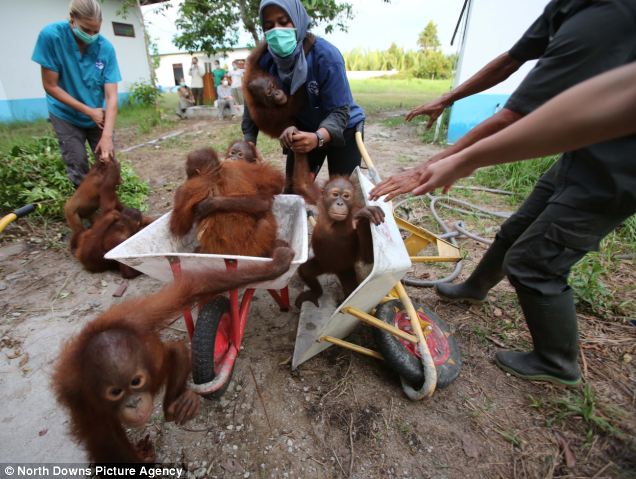 Bayi-bayi orang utan lucu di penangkaran Sungai Awan, Kalimantan