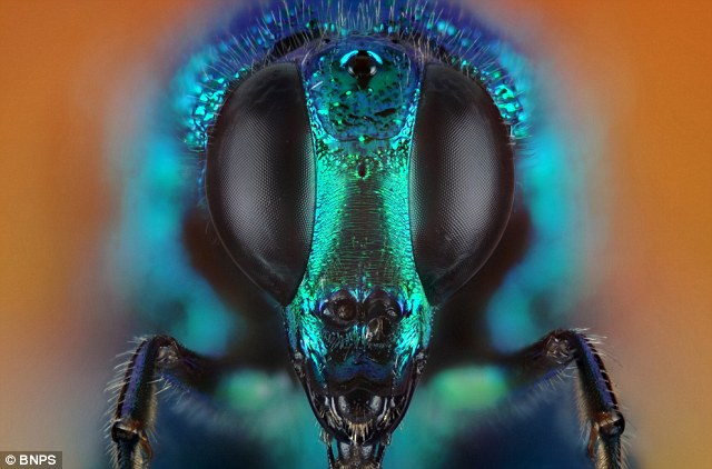 indahnya-kepala-dan-mata-serangga-ketika-difoto-close-up