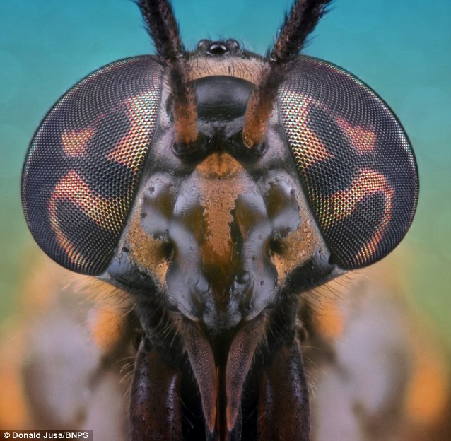 INDAHNYA KEPALA DAN MATA SERANGGA KETIKA DIFOTO CLOSE-UP