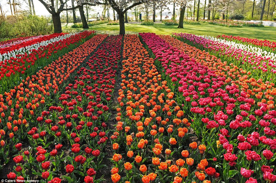 Keindahan Taman 7 Juta Bunga Di Keukenhof, Belanda
