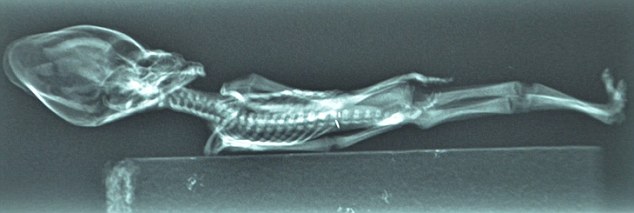 Terkuak! Misteri Fosil 'Alien' Berukuran 15 Cm Dari Chile