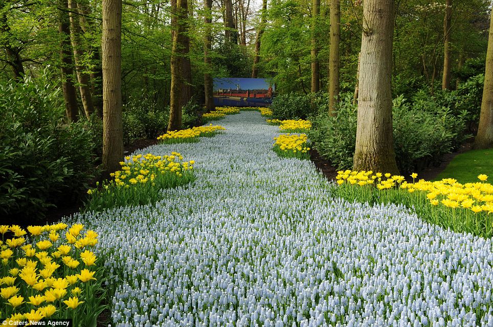 Keindahan Taman 7 Juta Bunga Di Keukenhof, Belanda
