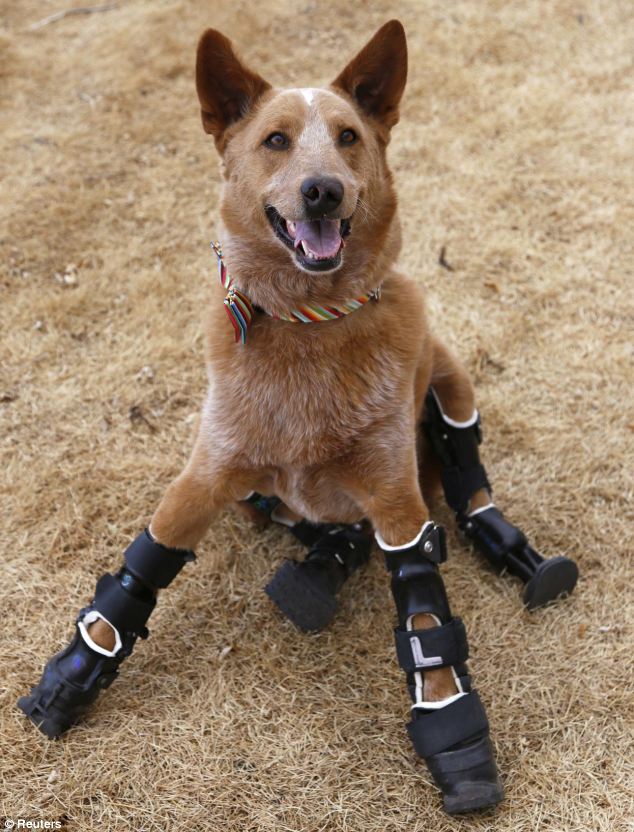 Anjing Dengan Kaki Bionic