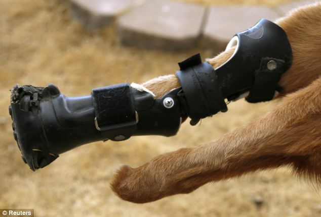 Anjing Dengan Kaki Bionic