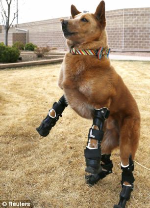 Anjing Dengan Kaki Bionic