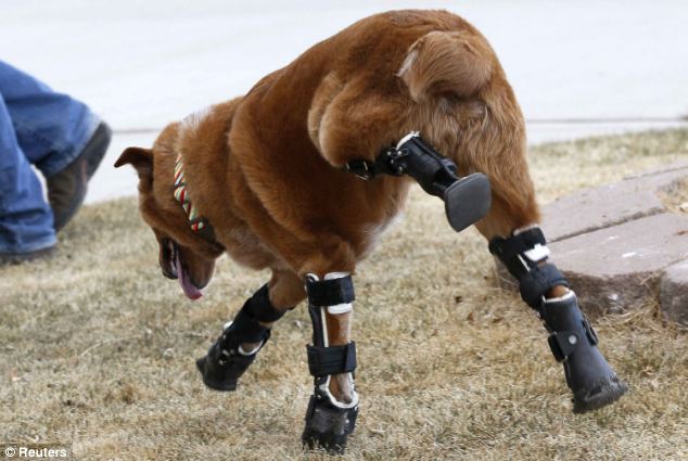 Anjing Dengan Kaki Bionic