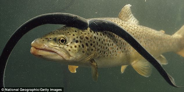 Wujud Lamprey Laut (Ikan Vampir) Yang Menjadi Predator Baru Di Perairan Air Tawar