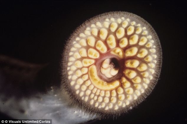 Wujud Lamprey Laut (Ikan Vampir) Yang Menjadi Predator Baru Di Perairan Air Tawar