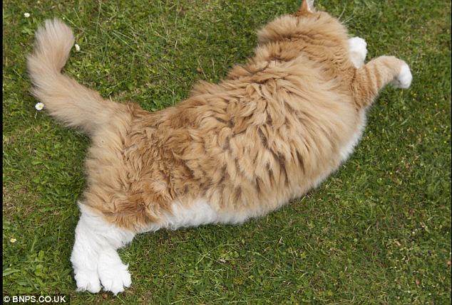 &#91;BIKIN NGAKAK&#93; Terlalu Gemuk, Kucing Ini Dibantu Anjing untuk Turunkan Berat Badan