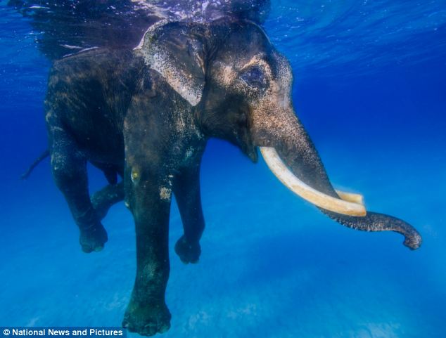 Rajan, Gajah Unik yang Punya Hobi Menyelam