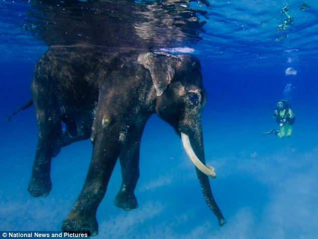 Rajan, Gajah Unik yang Punya Hobi Menyelam