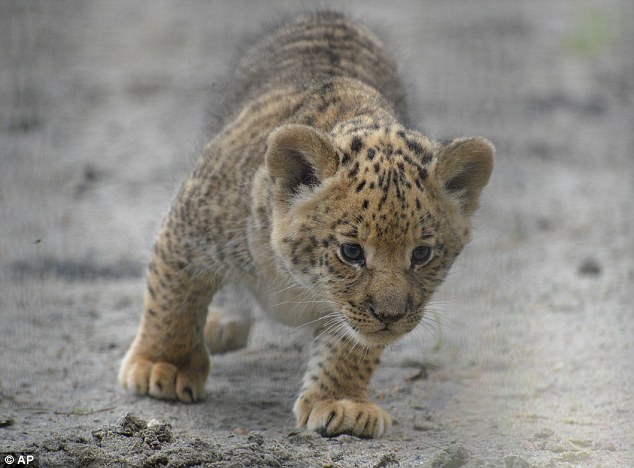 Lucunya Bayi Campuran Singa-Macan Yang Akan Jadi Kucing Terbesar Di Dunia 