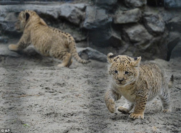 Lucunya Bayi Campuran Singa-Macan Yang Akan Jadi Kucing Terbesar Di Dunia 