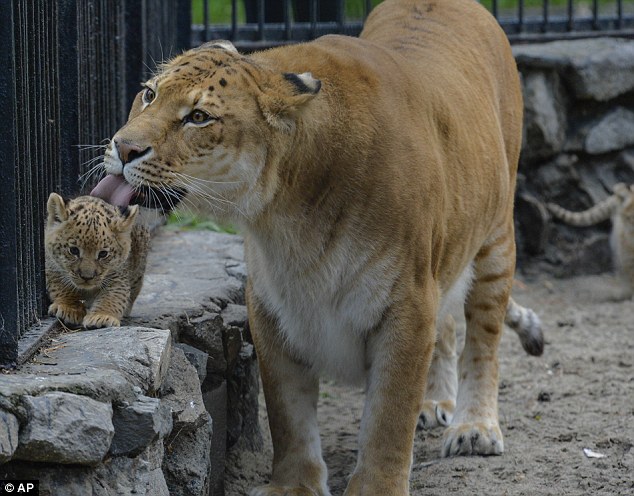 Lucunya Bayi Campuran Singa-Macan Yang Akan Jadi Kucing Terbesar Di Dunia 