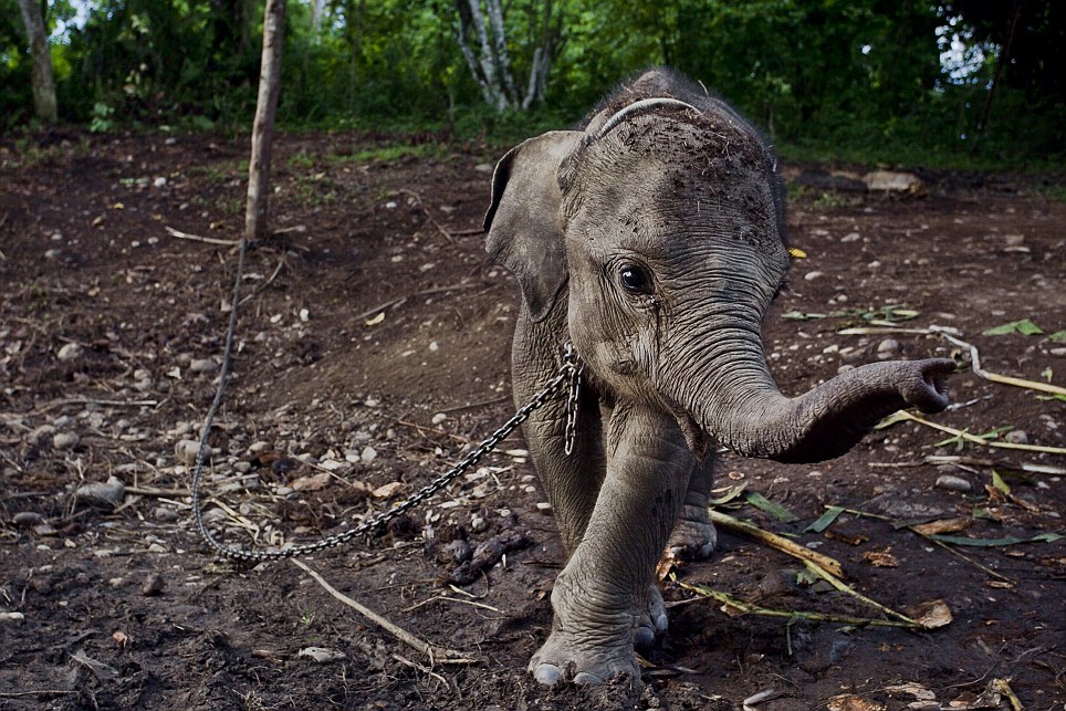 Kasihan gan, Bayi Gajah ini dijadikan Sandra