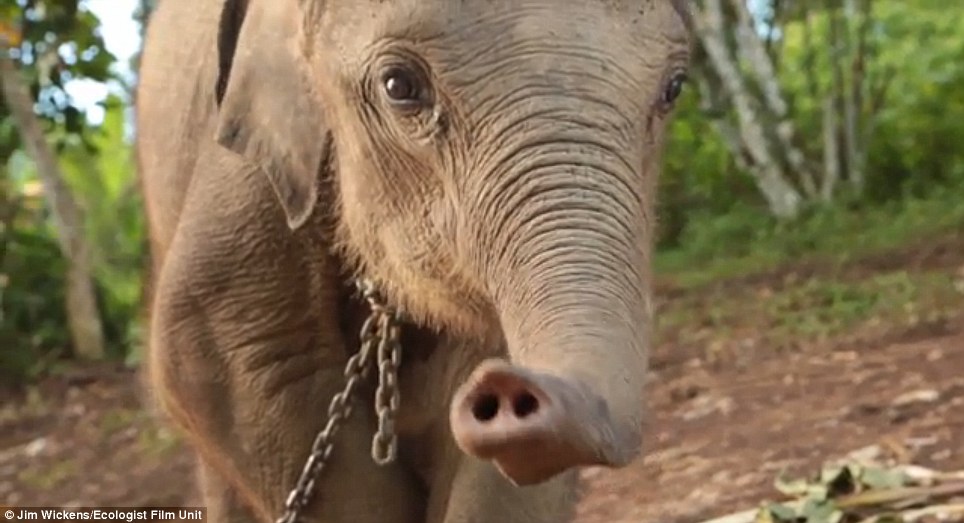 Kasihan gan, Bayi Gajah ini dijadikan Sandra