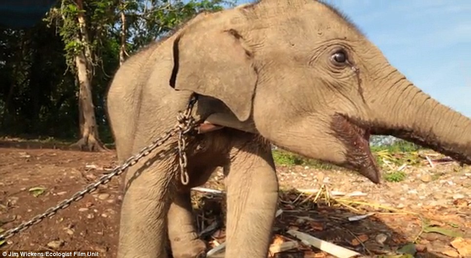 Kasihan gan, Bayi Gajah ini dijadikan Sandra